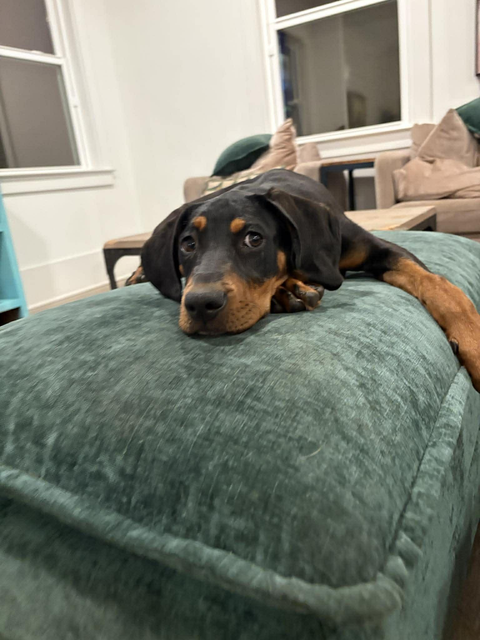 Enlarge Sleepy, a Adoptable Hound in Mount Pleasant, SC image 2/3