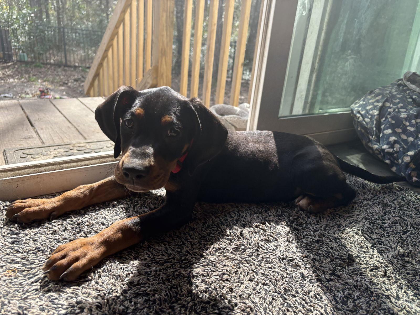 Sleepy, Adoptable, Puppy Female Hound.