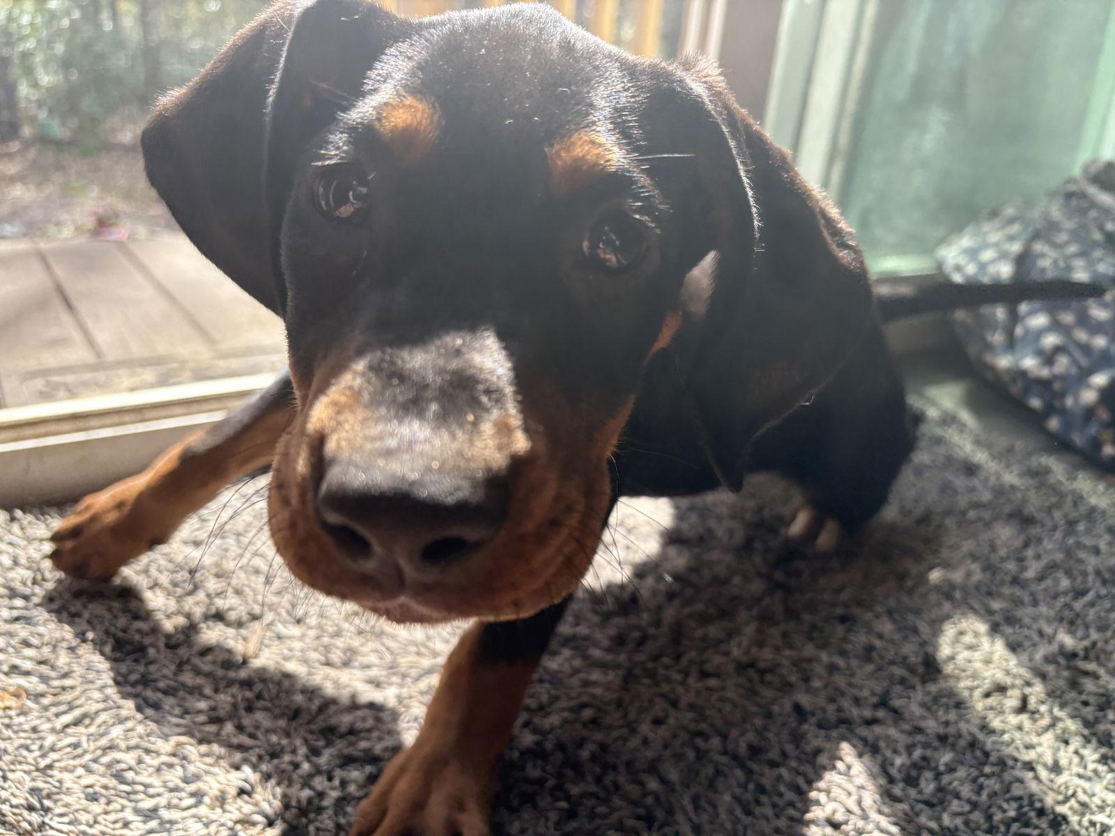 Enlarge Sleepy, a Adoptable Hound in Mount Pleasant, SC image 2/3