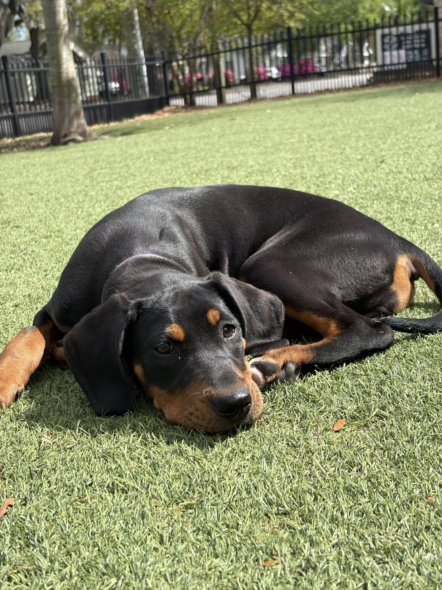 Enlarge Sleepy, a Adoptable Hound in Mount Pleasant, SC image 3/3