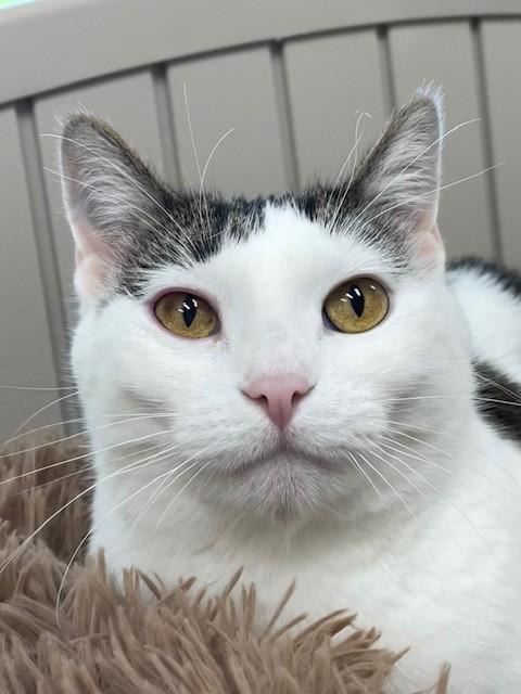 Enlarge Chilly Bean- Sponsored Adoption-Free with Approved Adoption Application, a Adoptable Domestic Short Hair in Hayward, WI image 1/1
