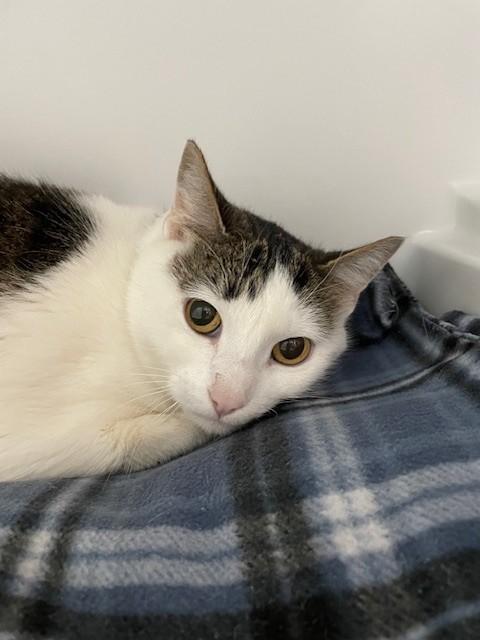 Chilly Bean, ADOPTABLE, Adult Female Domestic Short Hair.