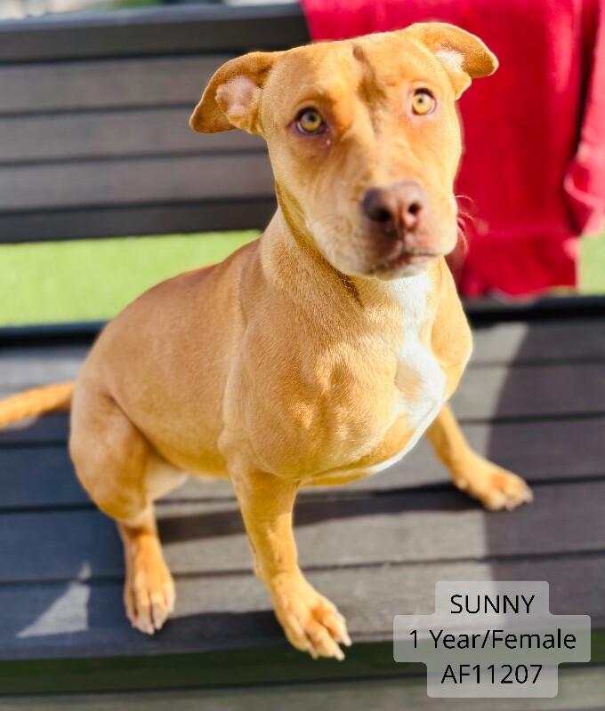 Enlarge Sunny, a Adoptable Pit Bull Terrier in Supply, NC image 1/2