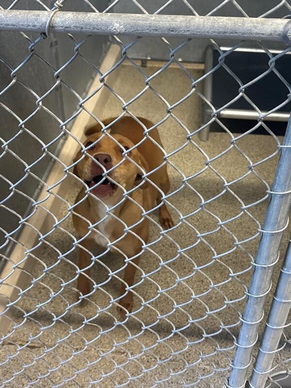 Enlarge Sunny, a Adoptable Pit Bull Terrier in Supply, NC image 2/2