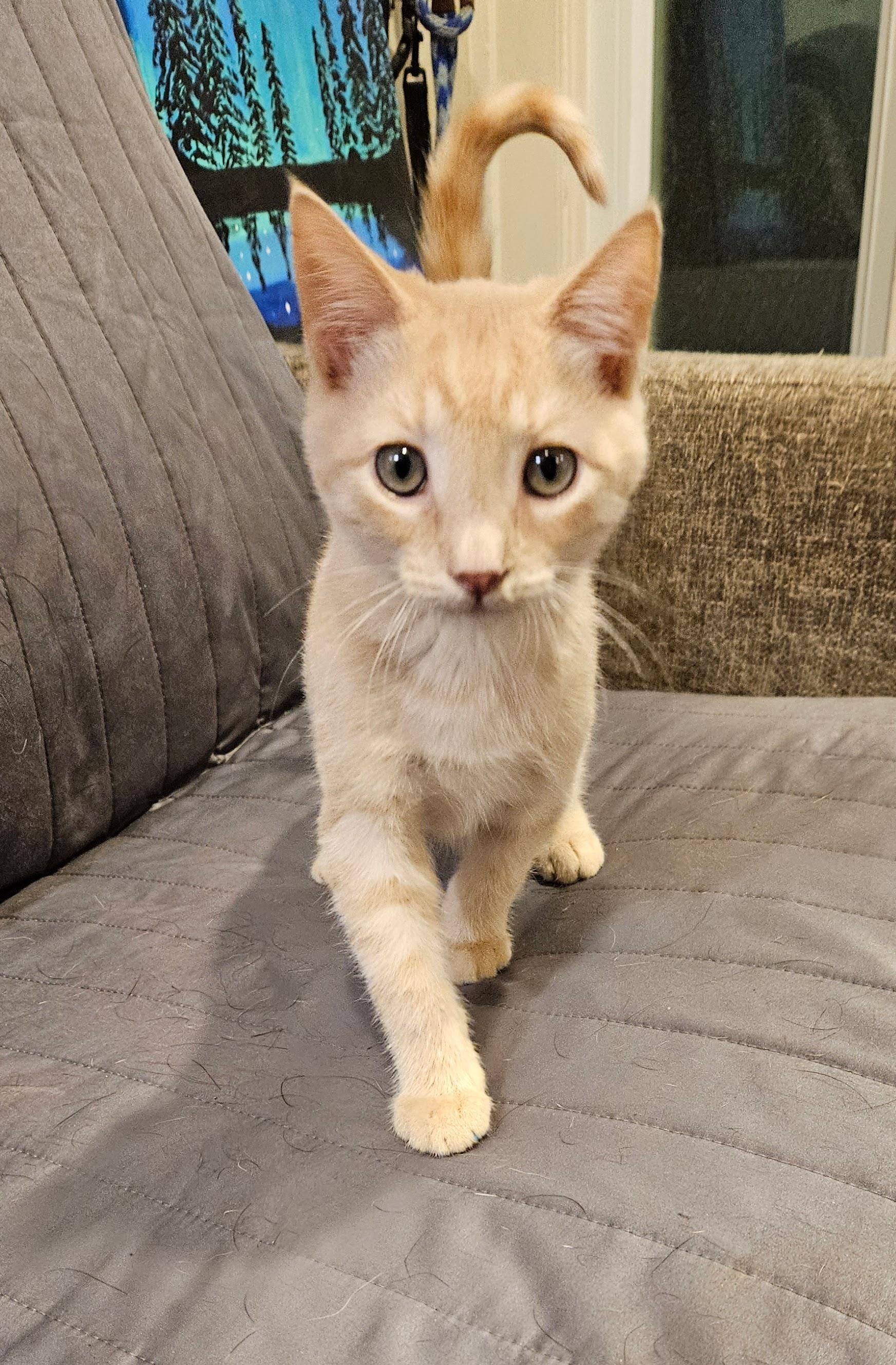 Buck, ADOPTABLE, Young Male Domestic Short Hair.