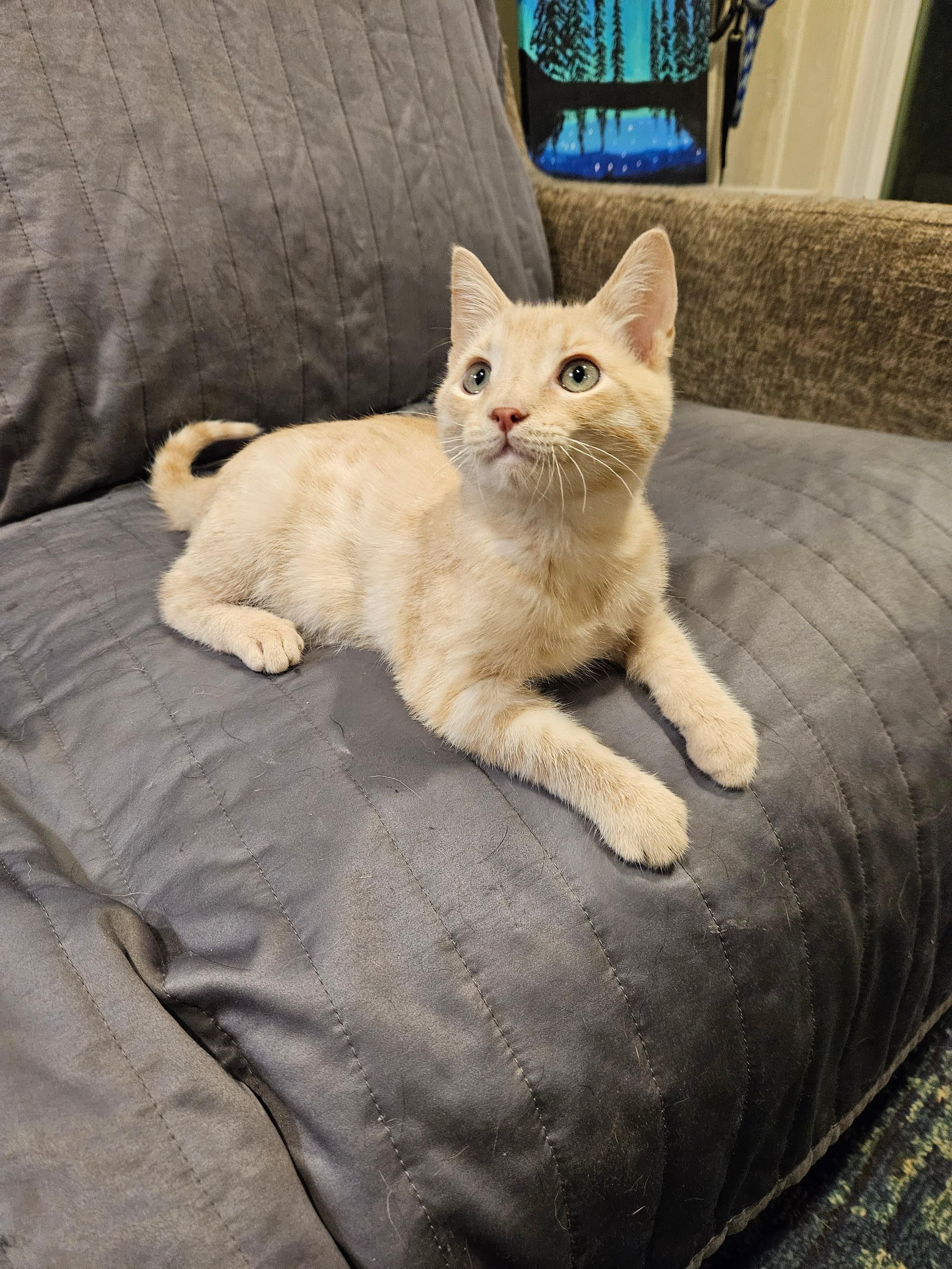 Enlarge Buck, a ADOPTABLE Domestic Short Hair in El Reno, OK image 2/3