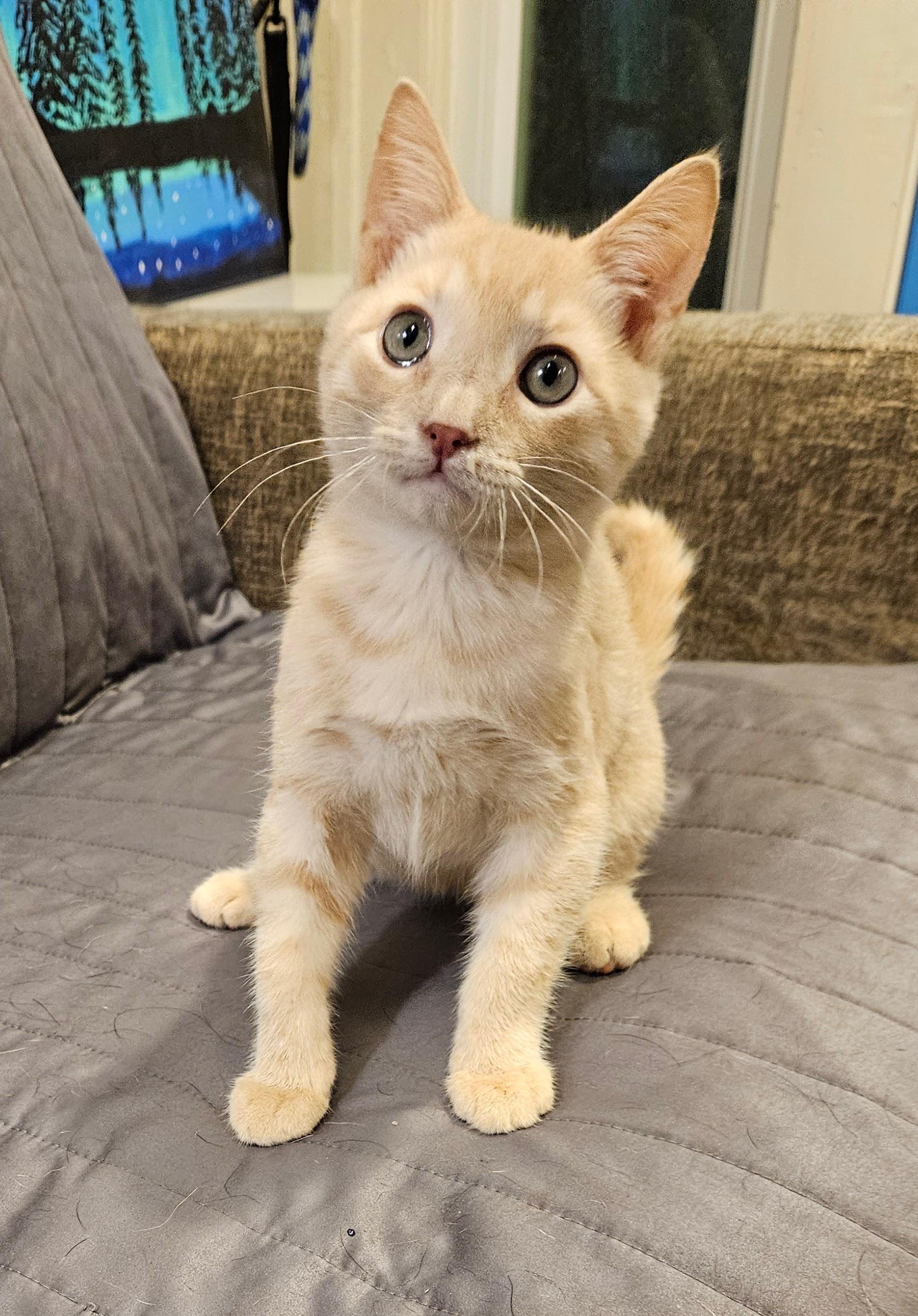 Enlarge Buck, a ADOPTABLE Domestic Short Hair in El Reno, OK image 3/3
