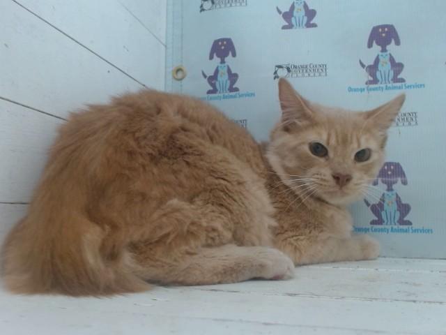 Enlarge EMMETT, a Adoptable Domestic Medium Hair in Orlando, FL image 1/1