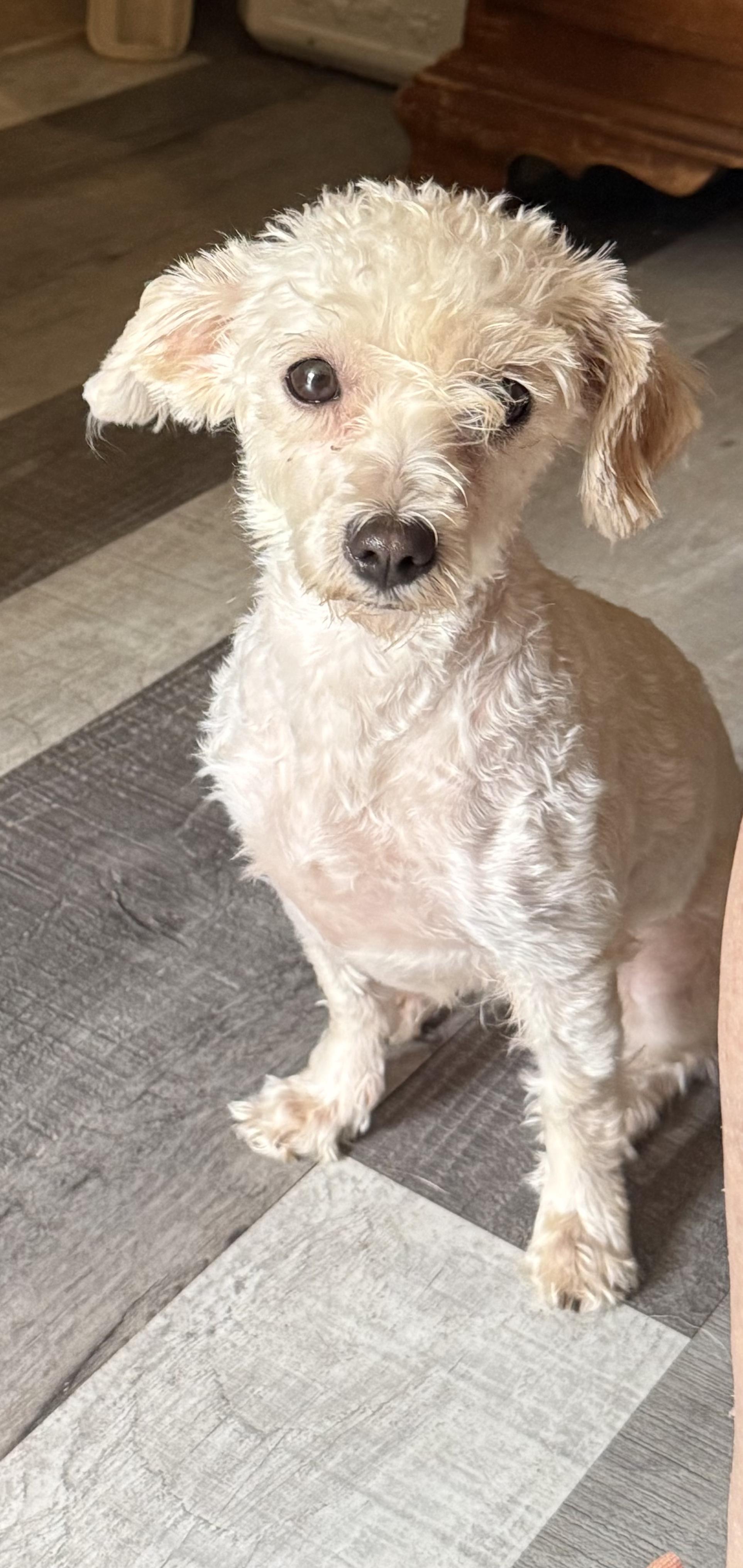 Cookie, an adopted mixed breed in Portland, ME image 2/2