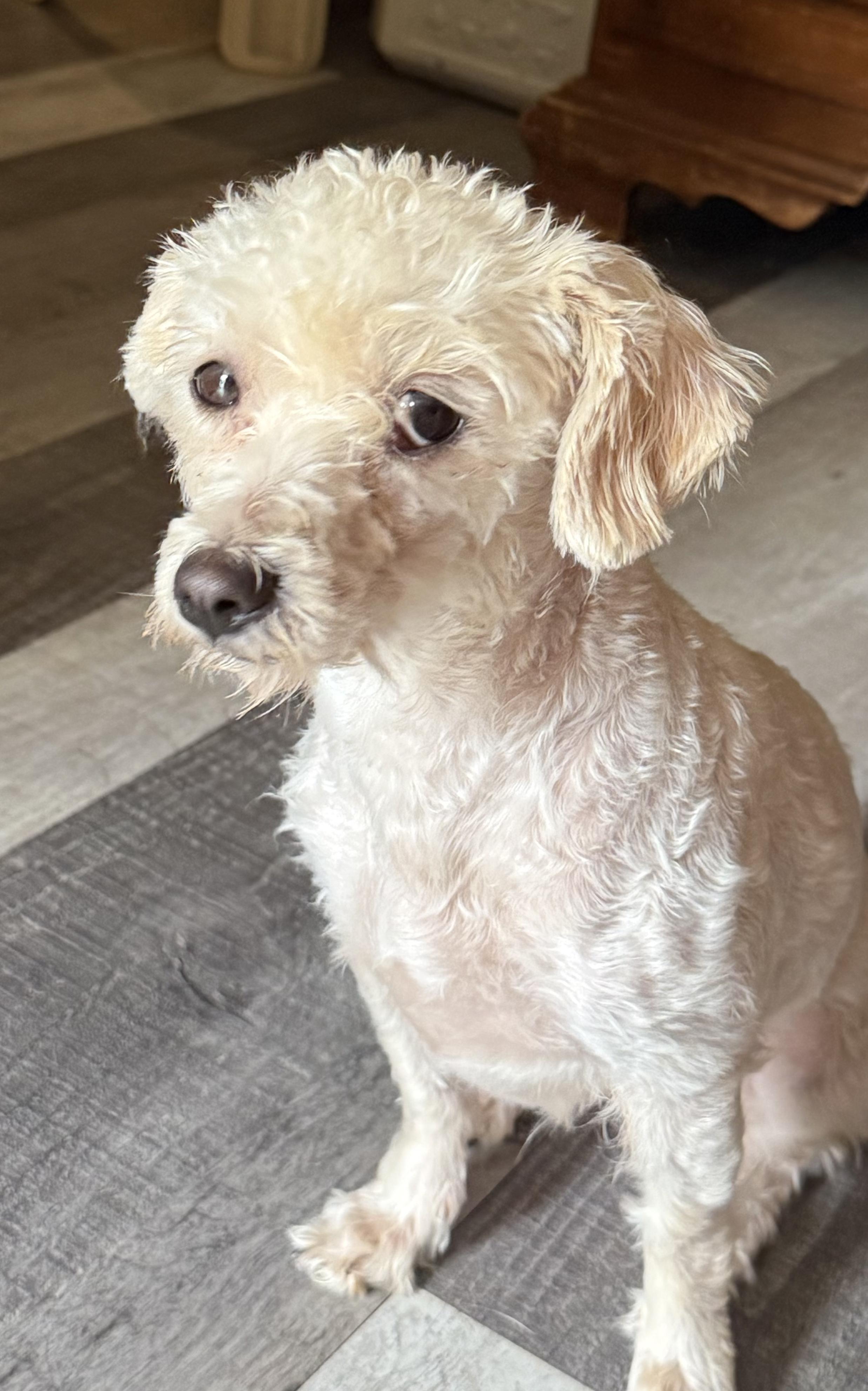 Cookie, adopted, Young Female Poodle.