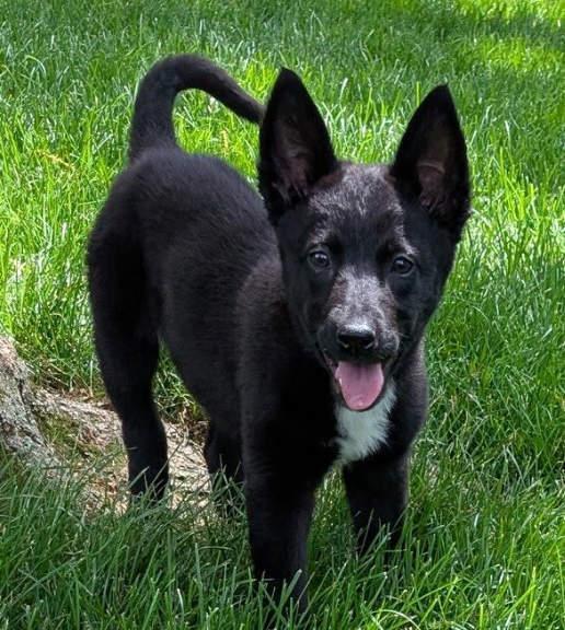 Velma, Adopted, Puppy Female Border Collie.