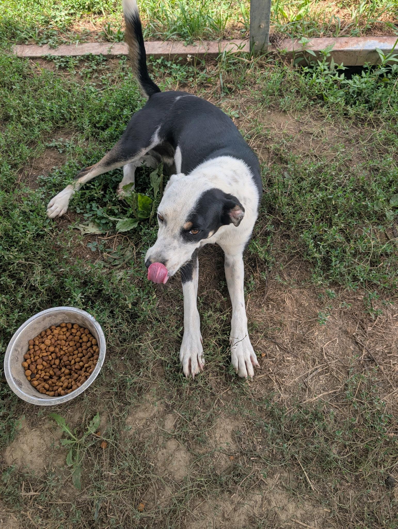 Bolt, Adoptable, Young Male Terrier & Hound.