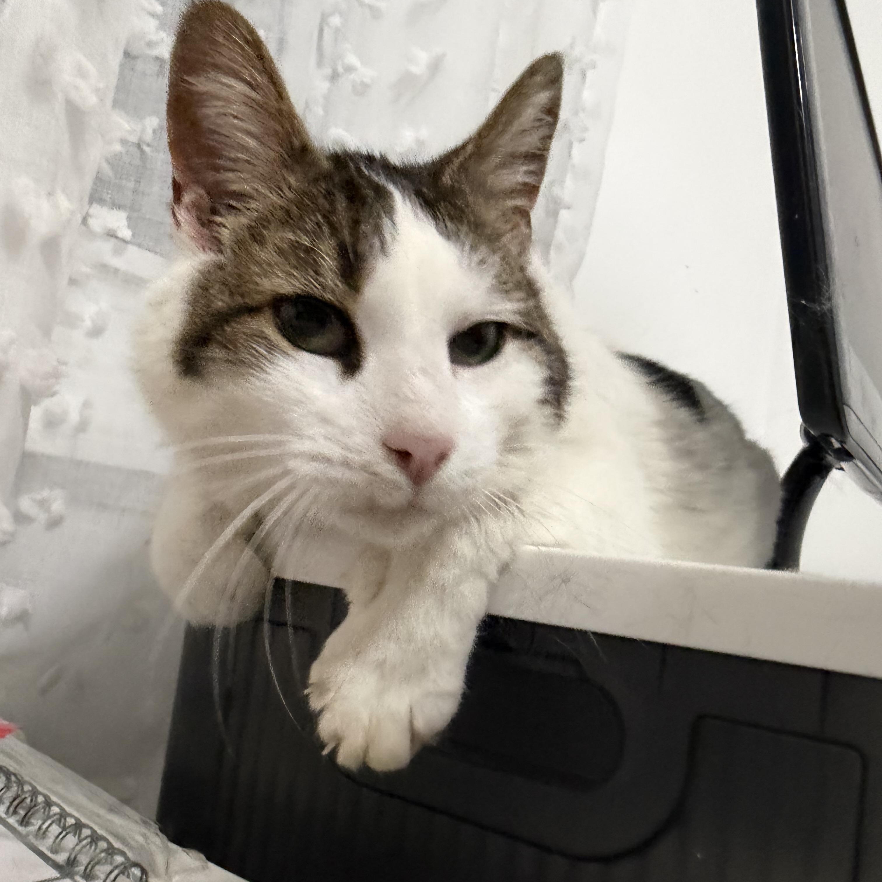 Enlarge Seeley, an adopted American Shorthair in Staten Island , NY image 4/6