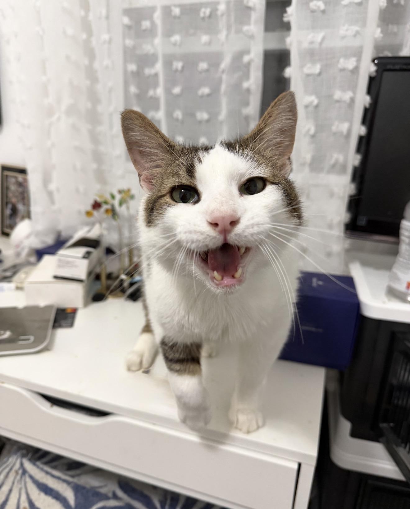 Enlarge Seeley, an adopted American Shorthair in Staten Island , NY image 2/6