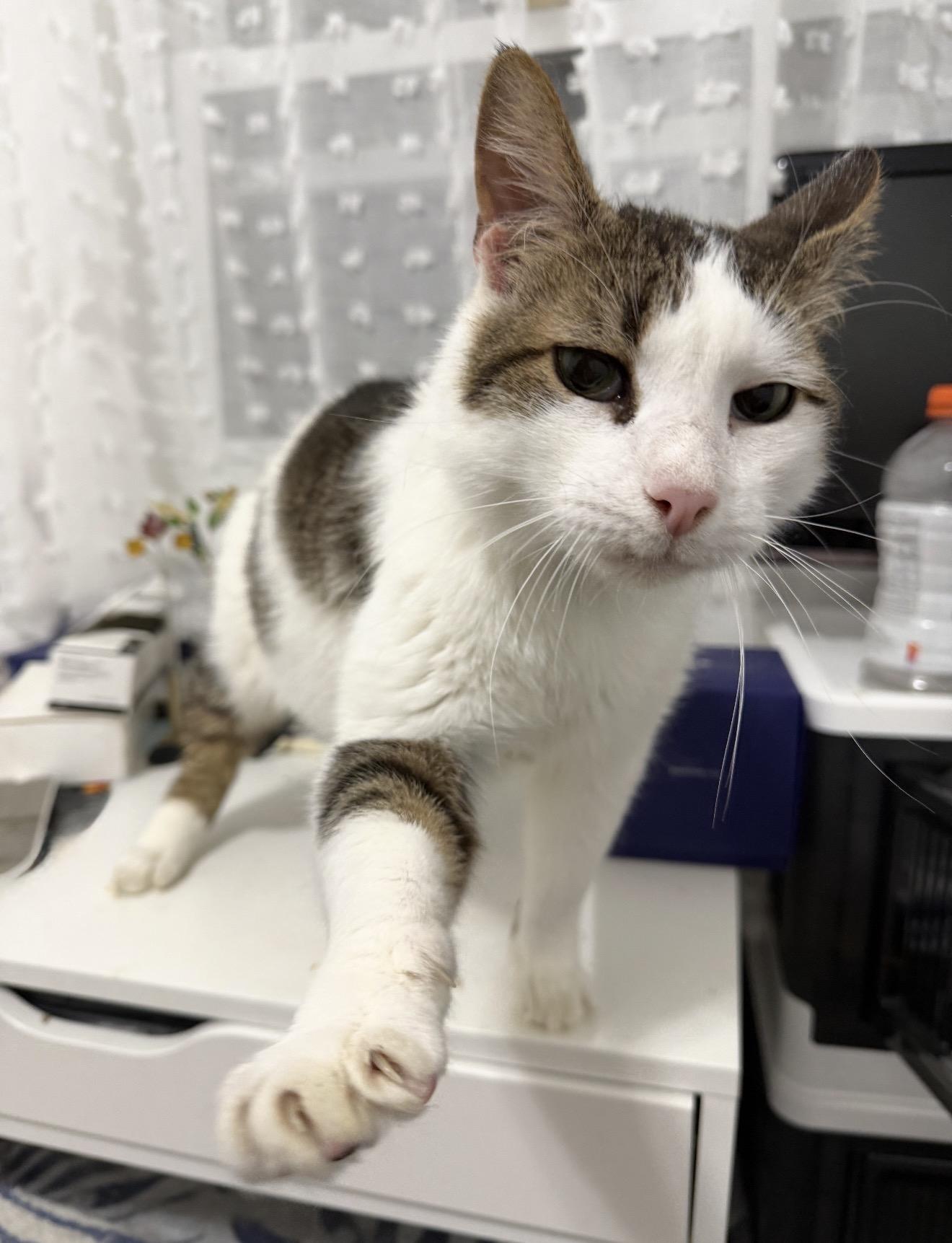 Enlarge Seeley, an adopted American Shorthair in Staten Island , NY image 3/6