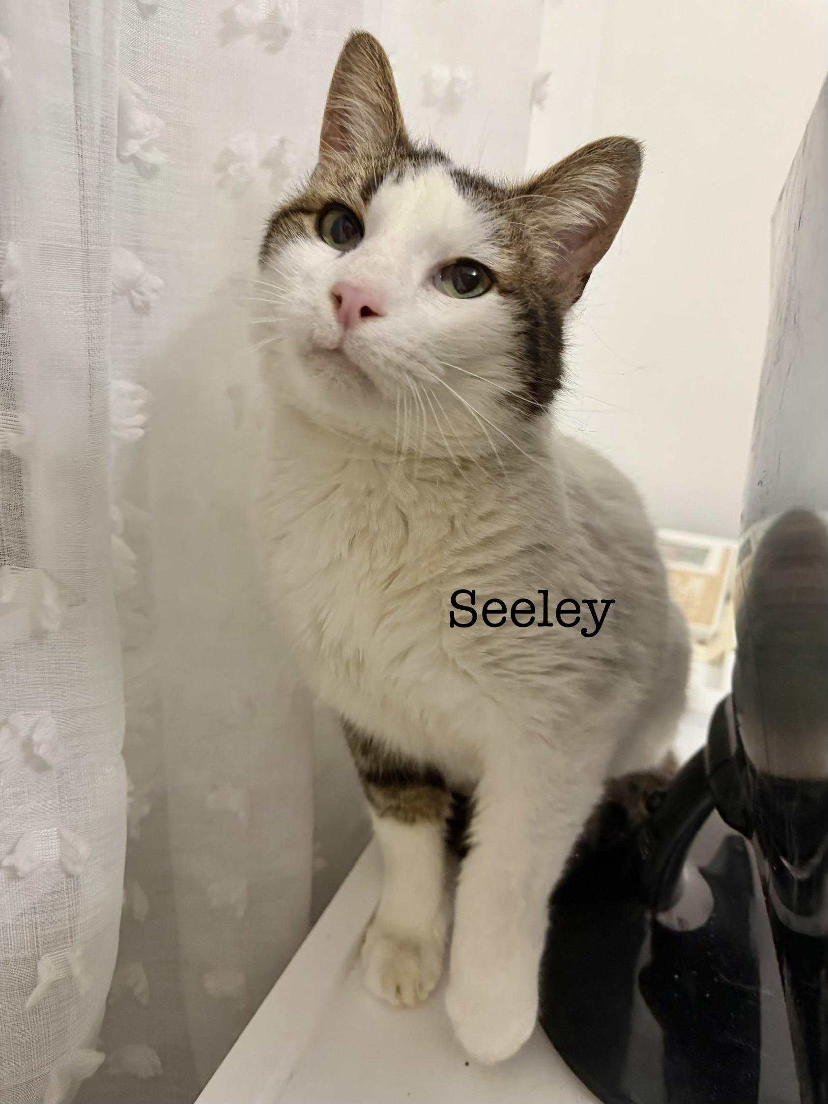 Seeley, adopted, Young Male American Shorthair.