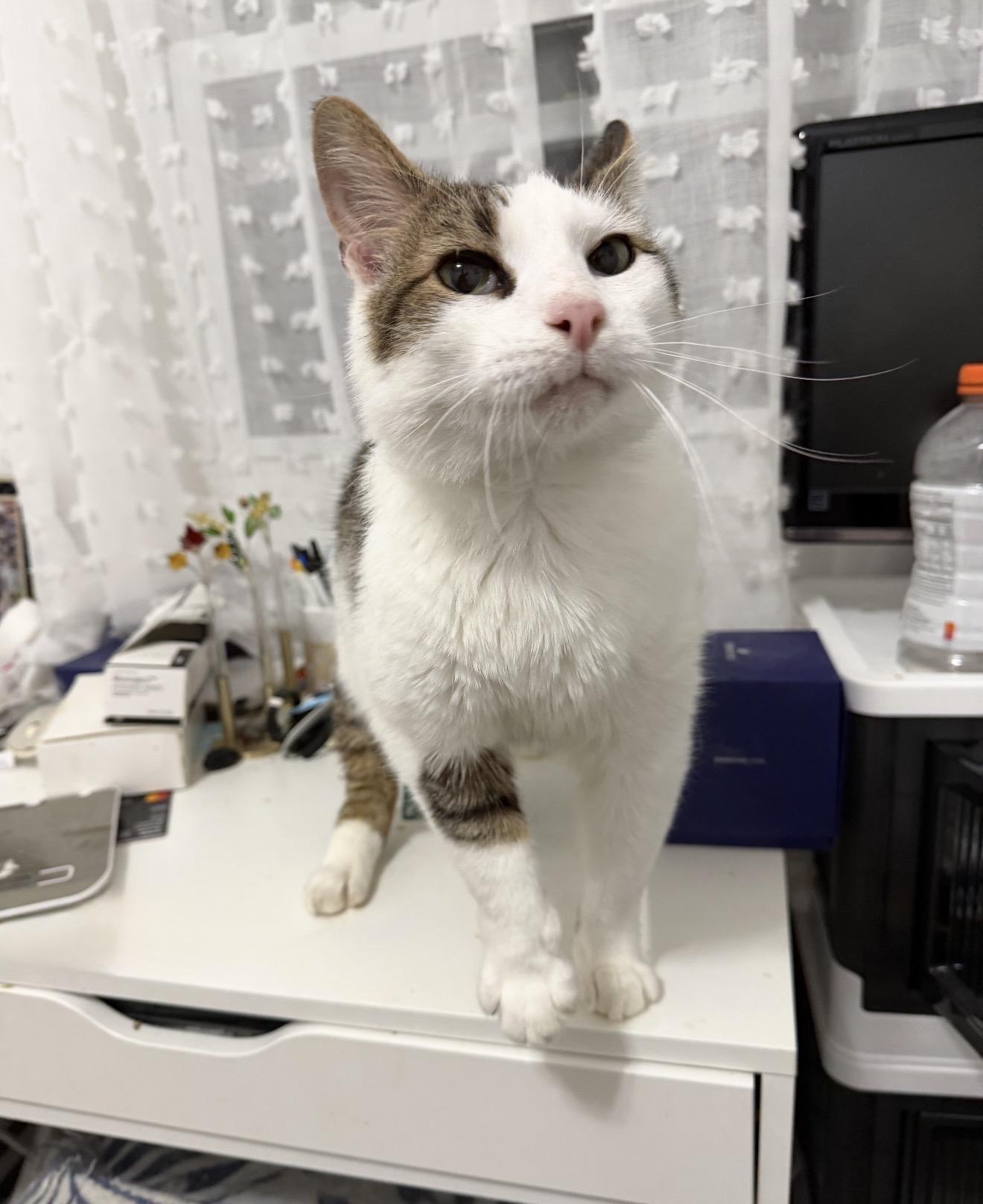 Enlarge Seeley, an adopted American Shorthair in Staten Island , NY image 6/6