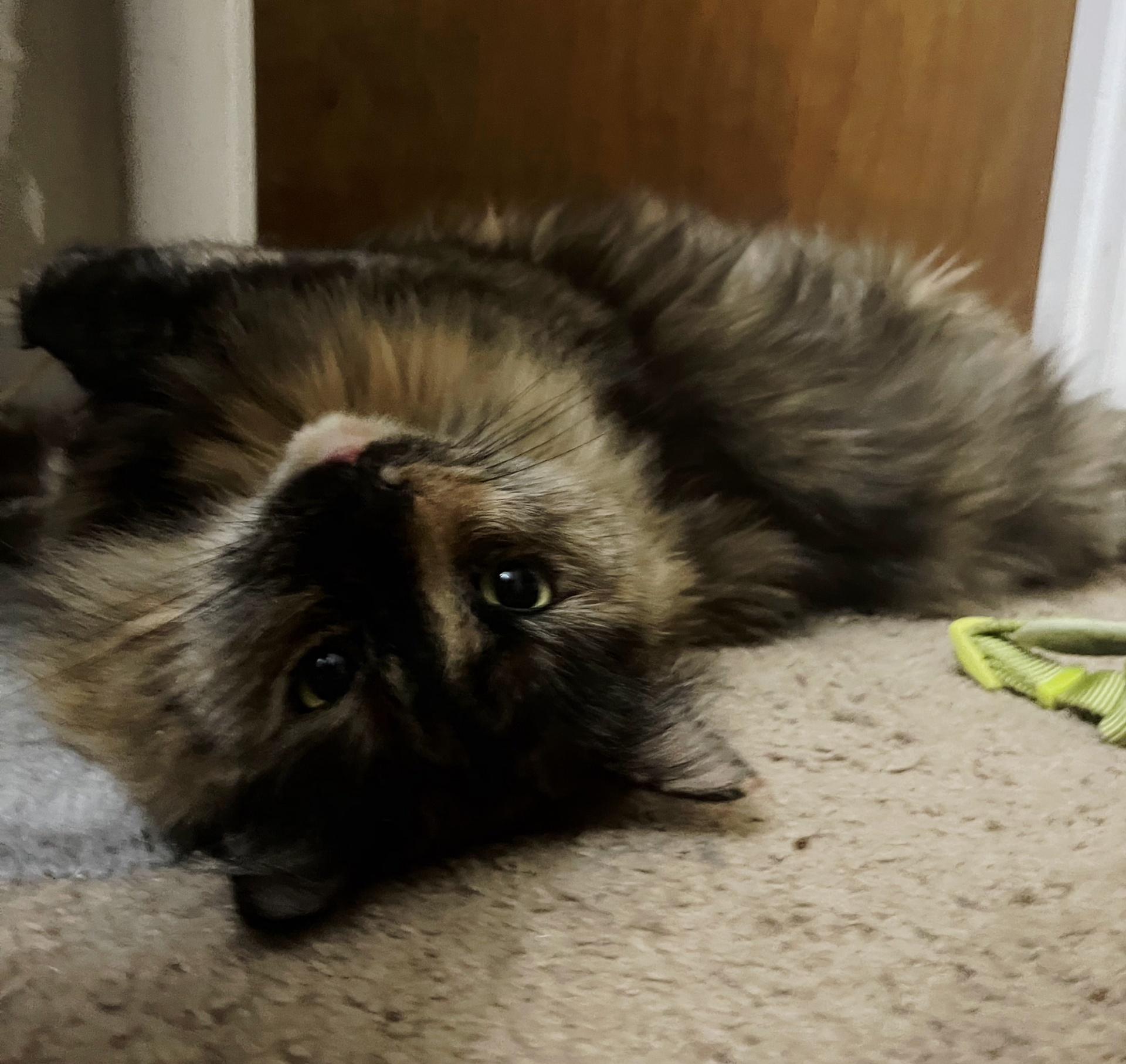 Enlarge Tiger Lilly and Peaches, a Adoptable mixed breed in Fairbanks, AK image 1/4