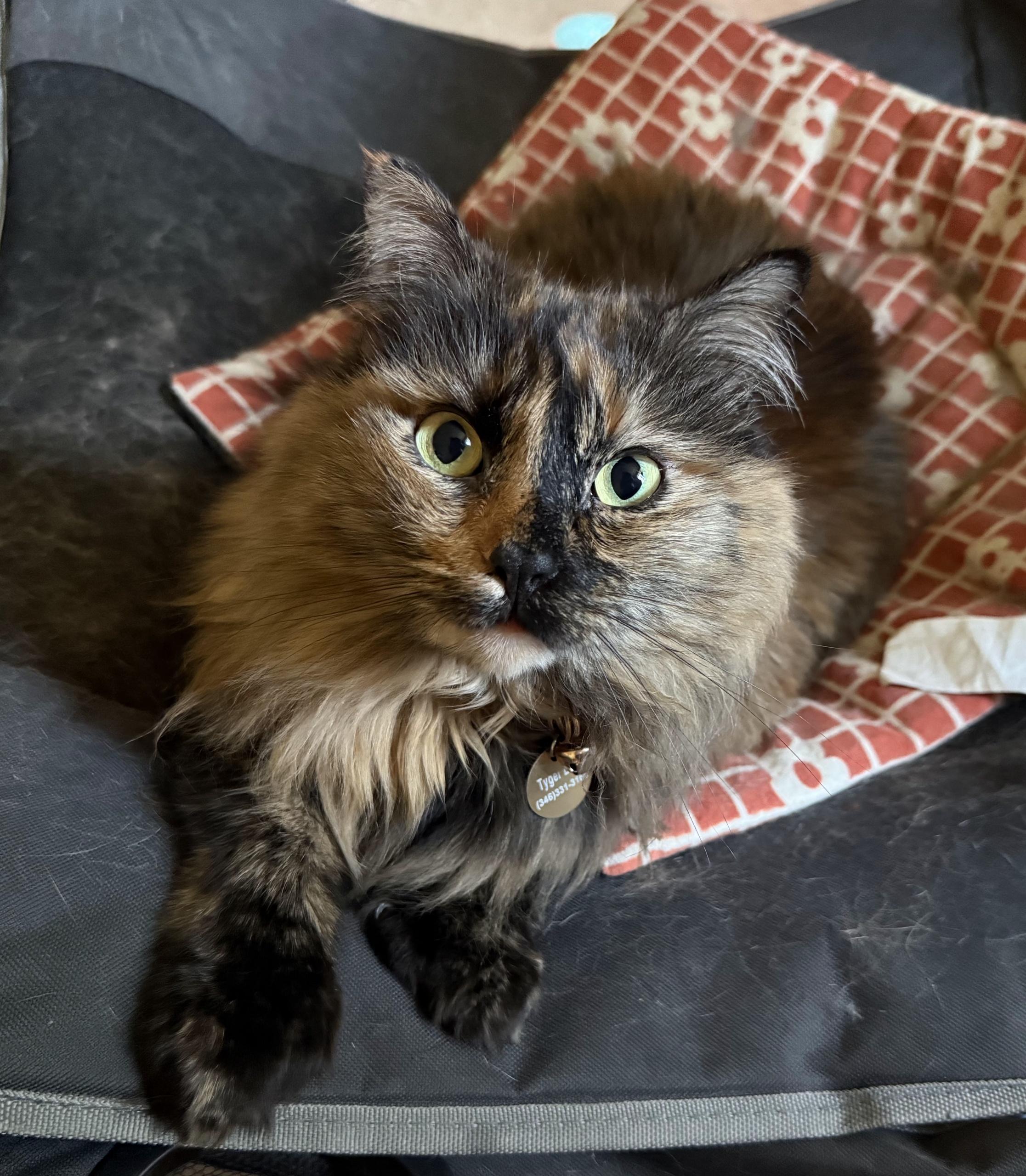Enlarge Tiger Lilly and Peaches, a Adoptable mixed breed in Fairbanks, AK image 2/4