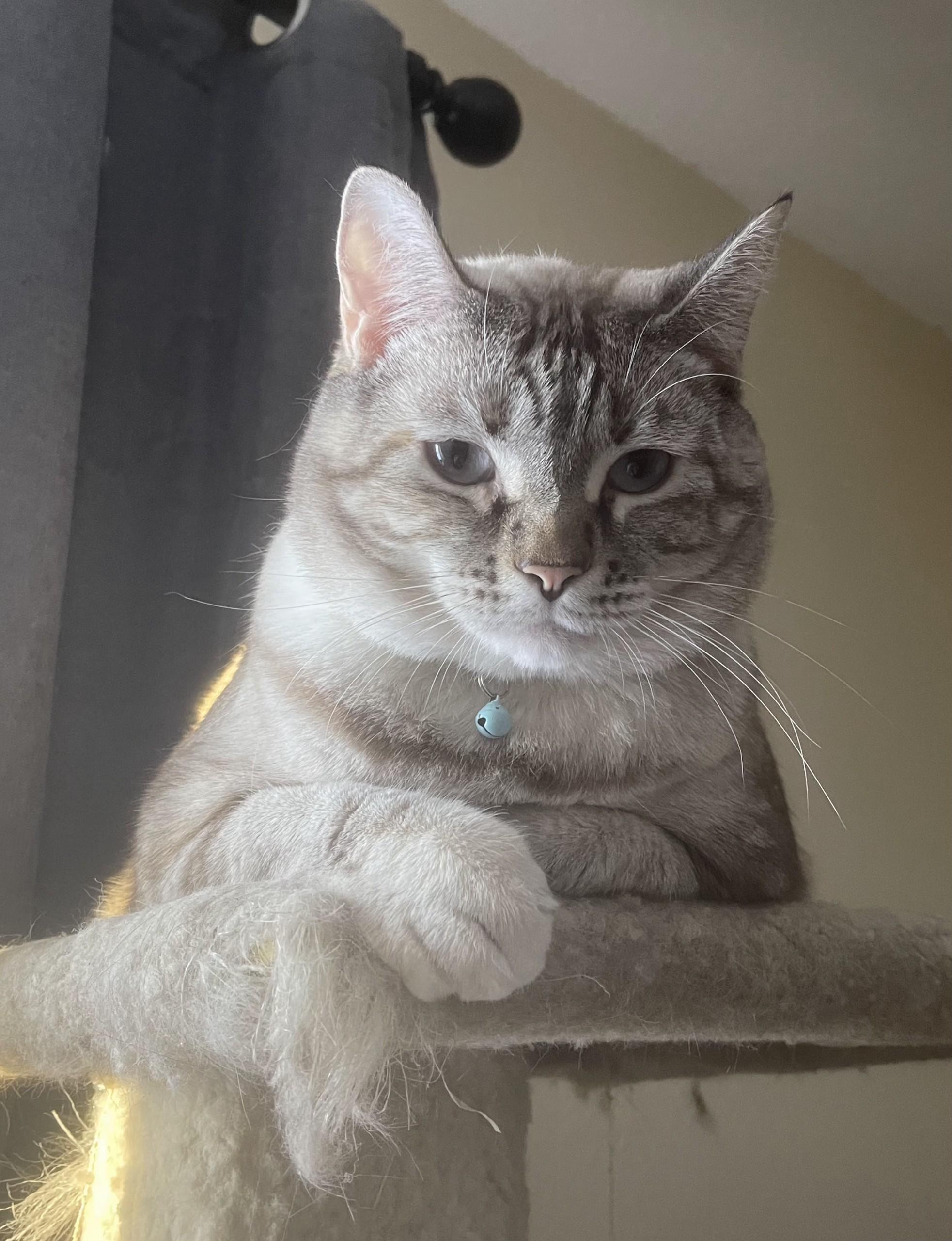 Enlarge Tiger Lilly and Peaches, a Adoptable mixed breed in Fairbanks, AK image 4/4