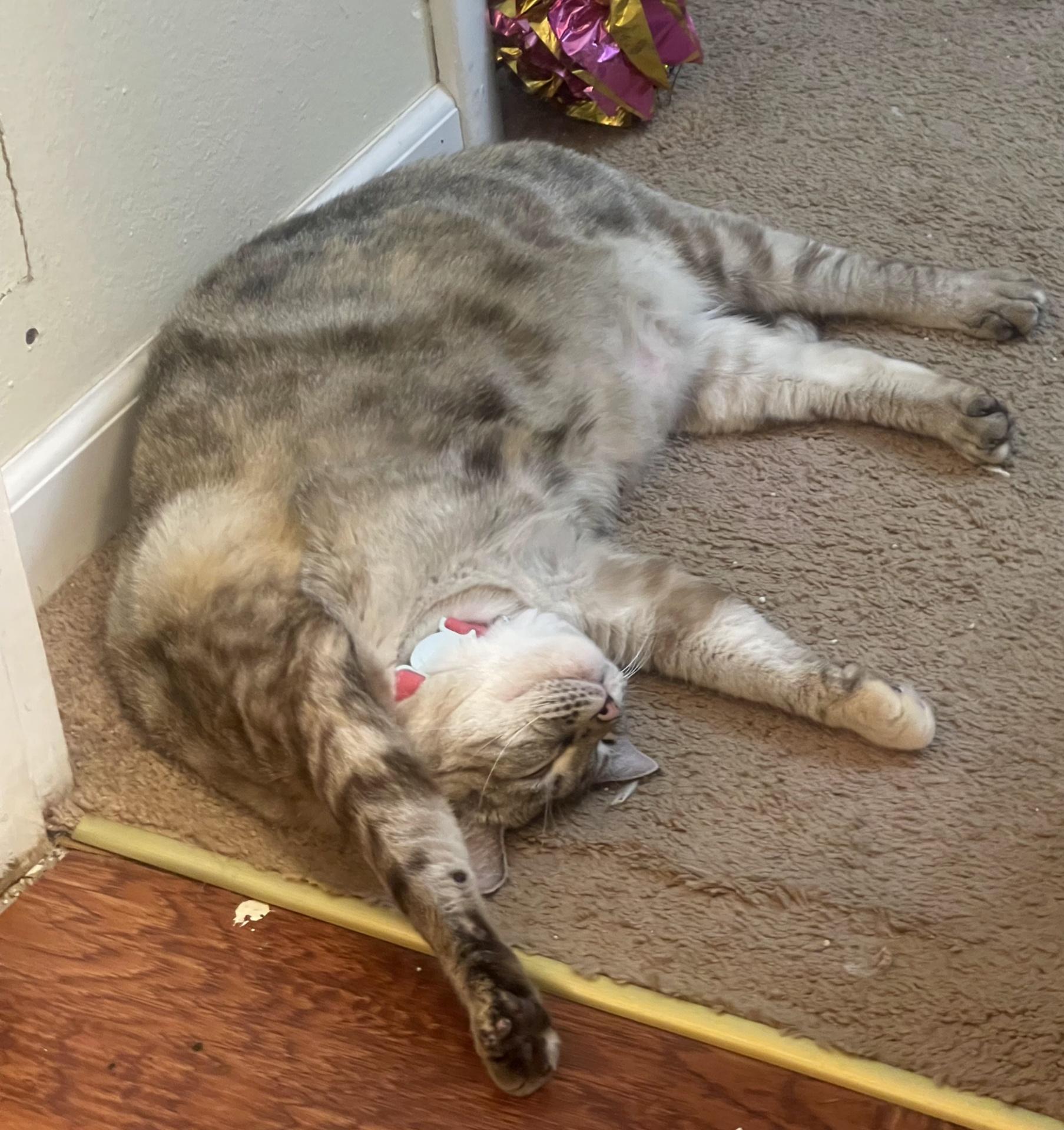 Enlarge Tiger Lilly and Peaches, a Adoptable mixed breed in Fairbanks, AK image 3/4