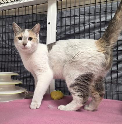 Turnip, a ADOPTABLE Domestic Short Hair in Neenah, WI image 2/2