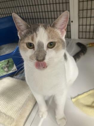 Turnip, a ADOPTABLE Domestic Short Hair in Neenah, WI image 1/2