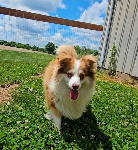 Ben, ADOPTABLE, Adult Male Pomeranian.