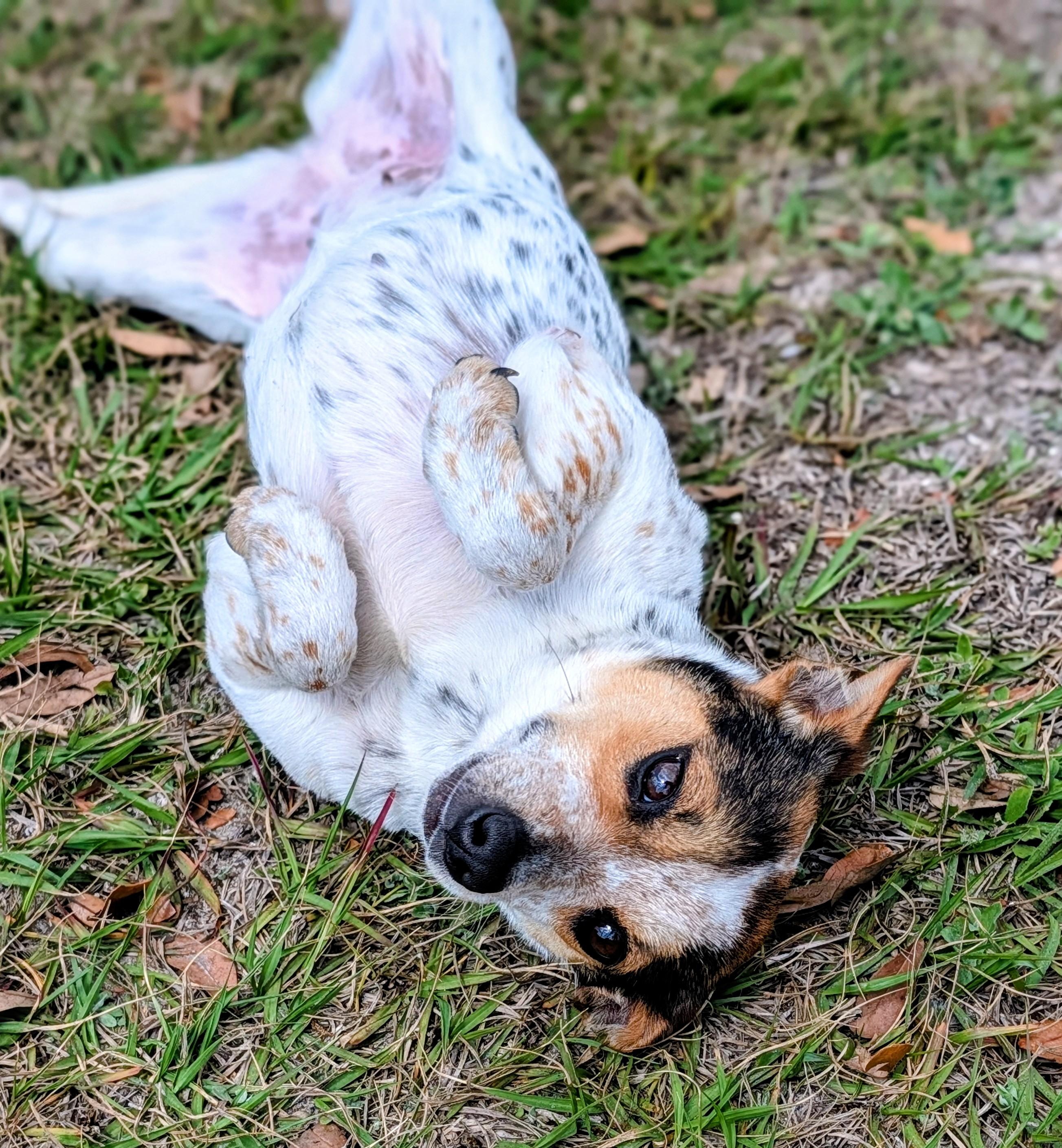 Enlarge Siracha, a Adoptable mixed breed in Punta Gorda , FL image 1/4