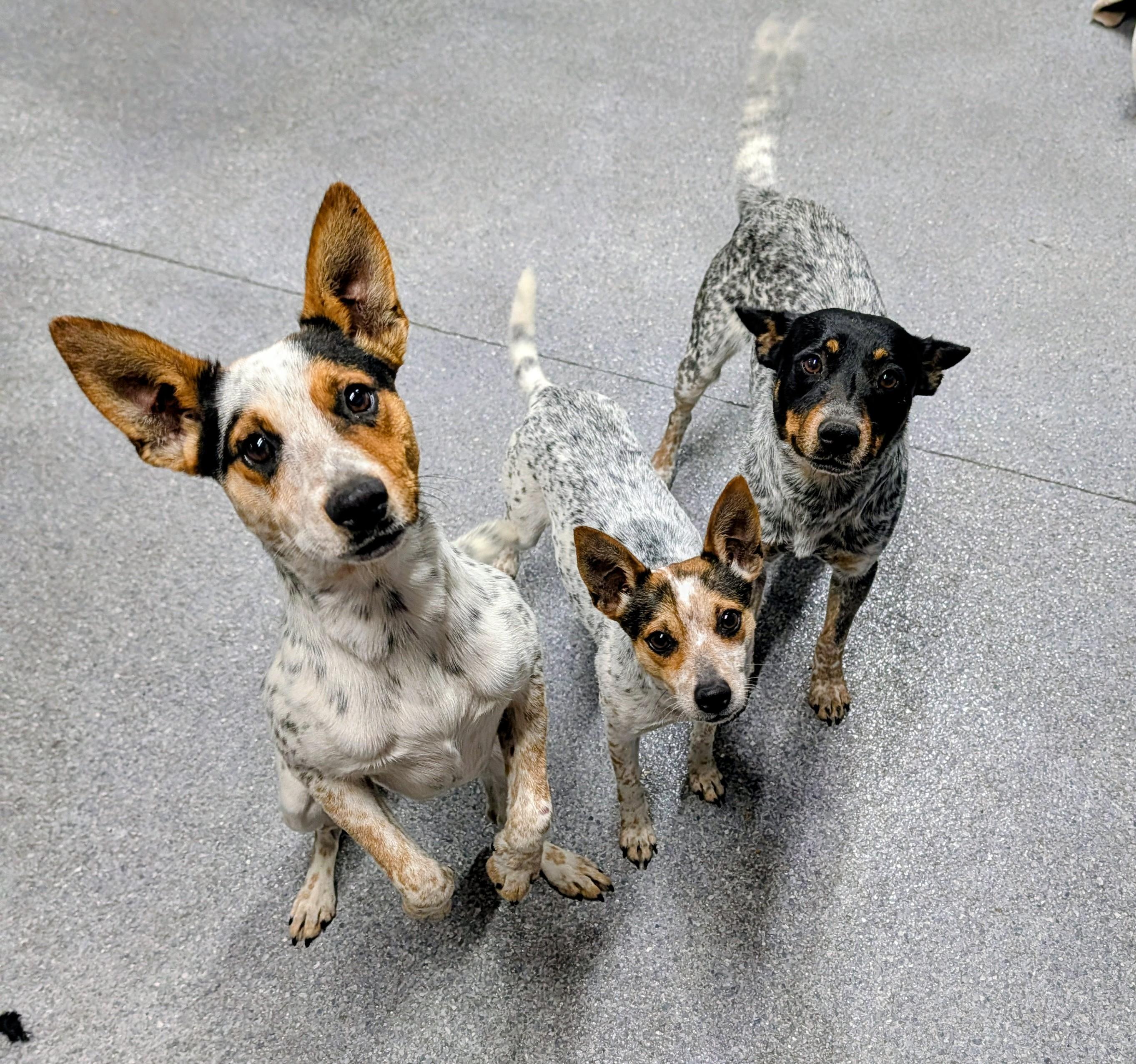 Enlarge Siracha, a Adoptable mixed breed in Punta Gorda , FL image 3/4