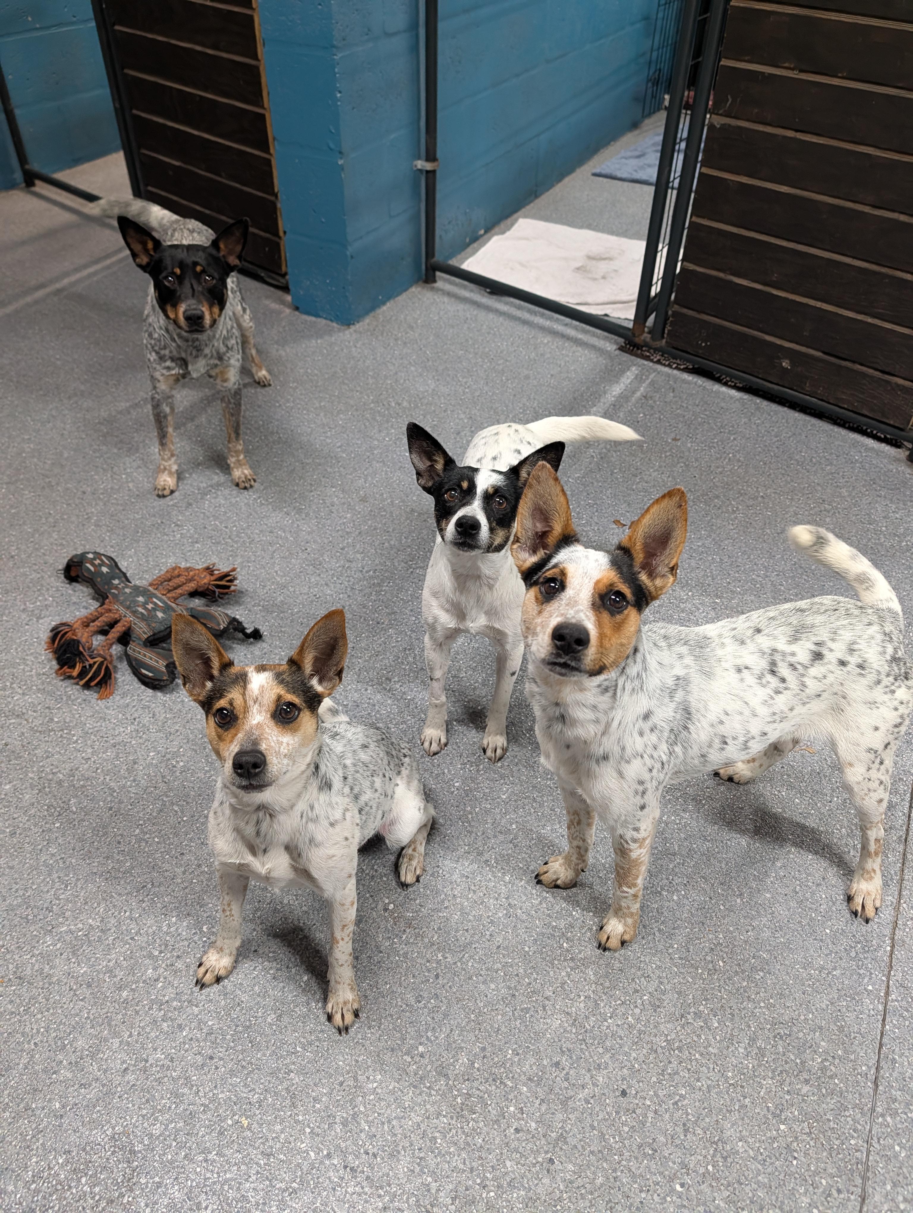 Enlarge Siracha, a Adoptable mixed breed in Punta Gorda , FL image 4/4