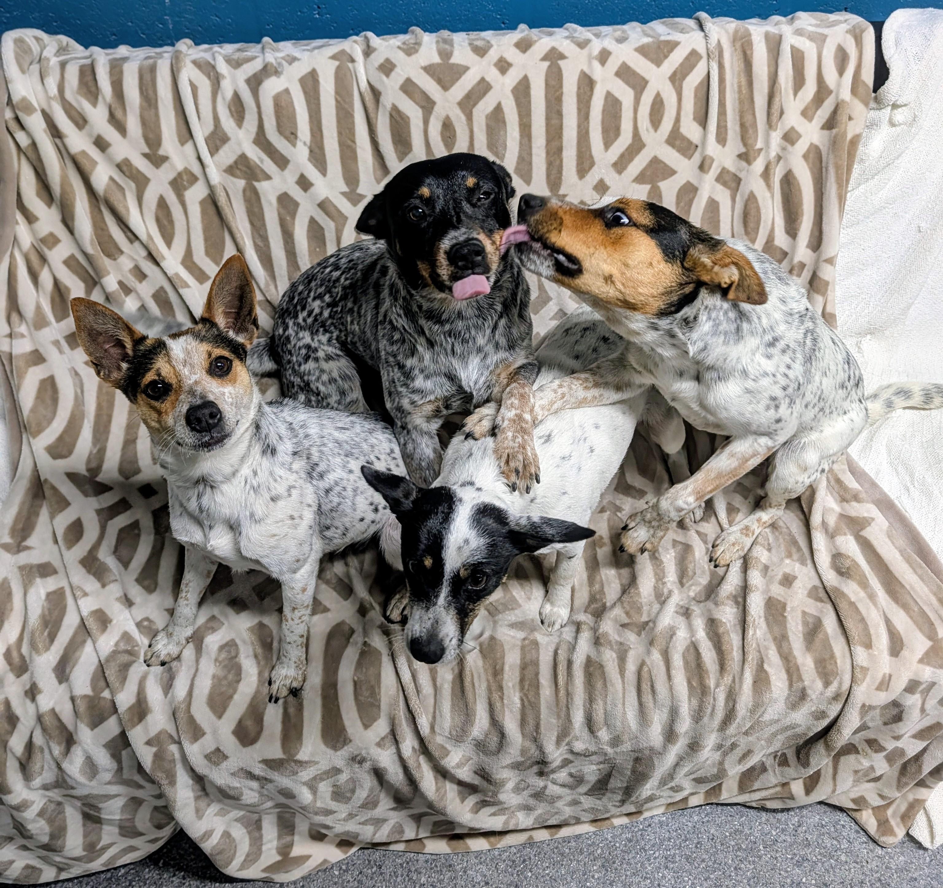 Enlarge Siracha, a Adoptable mixed breed in Punta Gorda , FL image 2/4