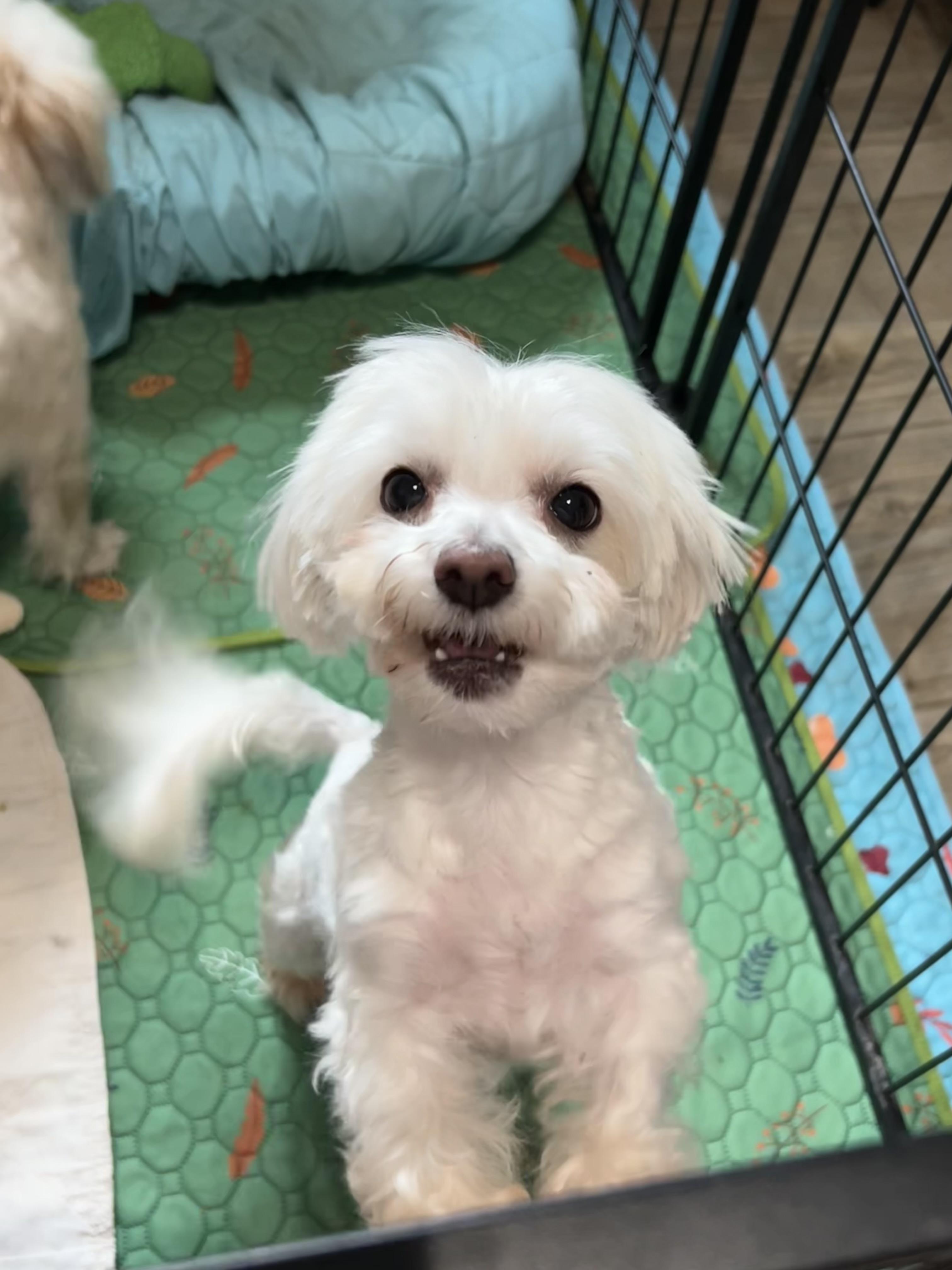 Amy, ADOPTABLE, Adult Female Maltese.