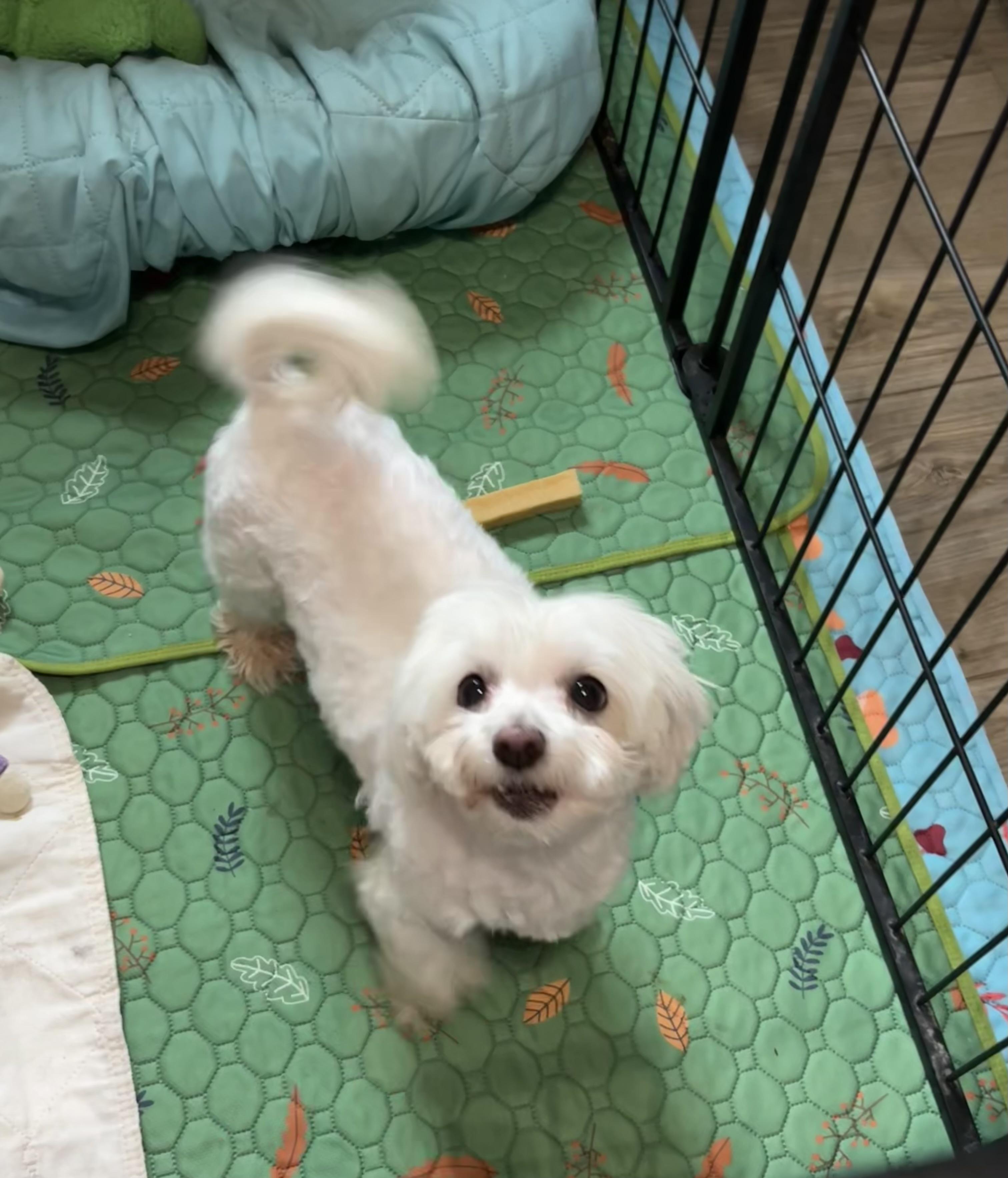 Amy, a ADOPTABLE Maltese in Chickasha, OK image 2/4