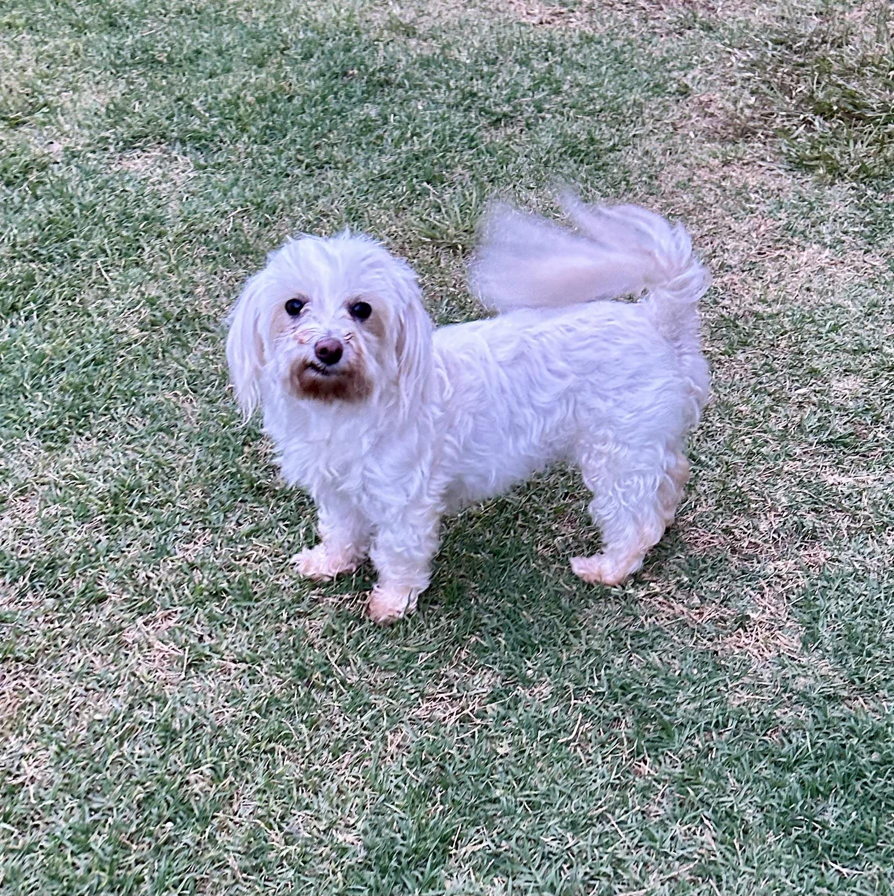 Amy, a ADOPTABLE Maltese in Chickasha, OK image 3/4