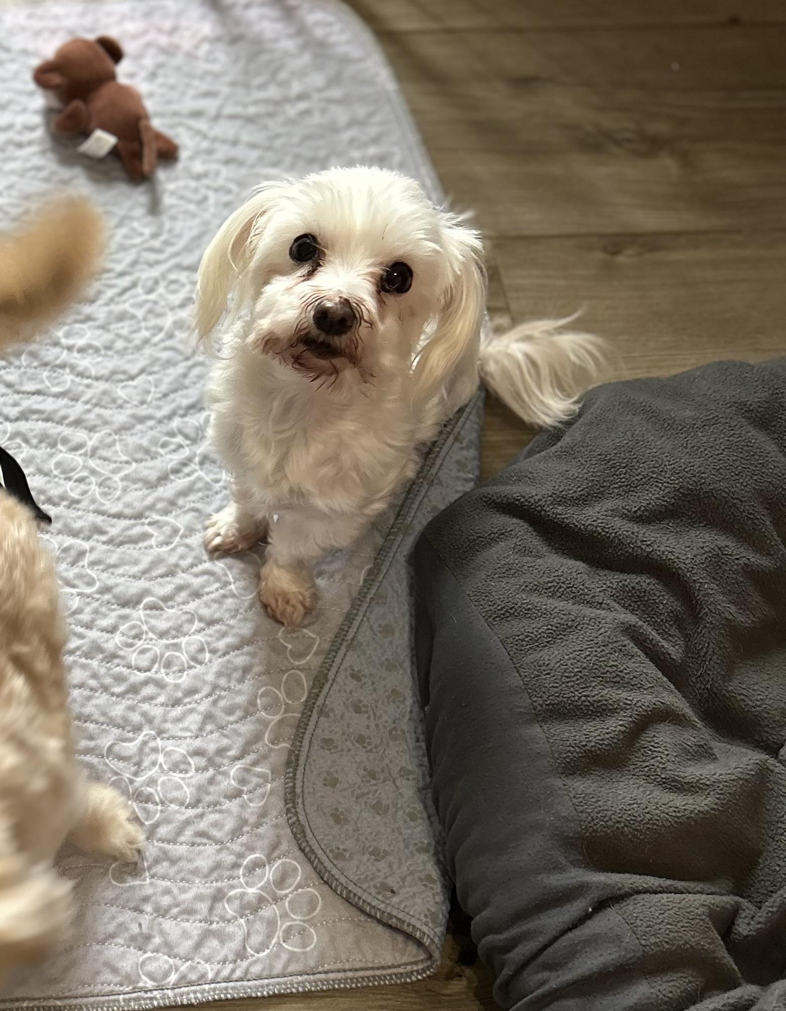 Amy, a ADOPTABLE Maltese in Chickasha, OK image 4/4