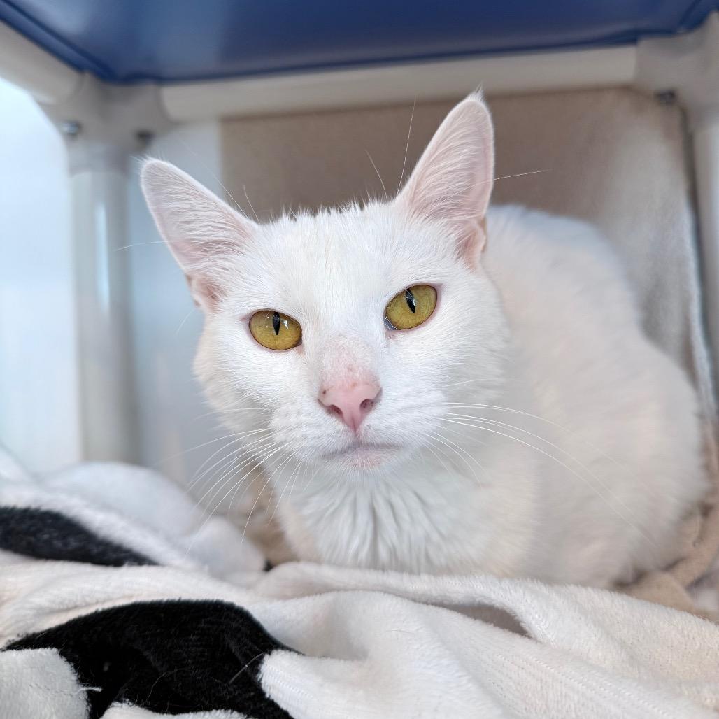 Ida, Adoptable, Adult Female Domestic Short Hair.