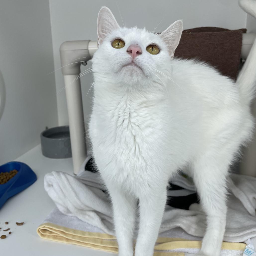 Enlarge Ida, a Adoptable Domestic Short Hair in Warwick, RI image 2/4