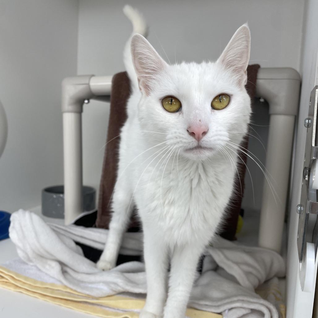 Enlarge Ida, a Adoptable Domestic Short Hair in Warwick, RI image 3/4