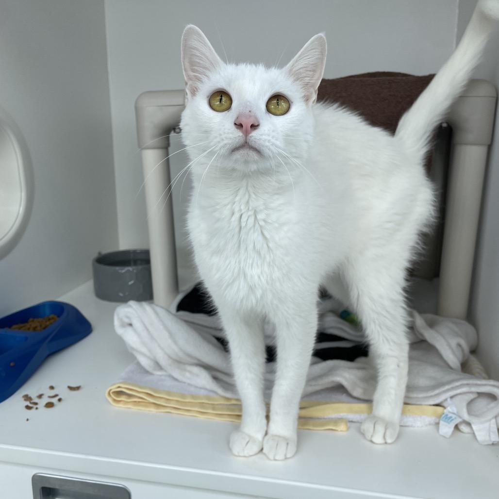 Enlarge Ida, a Adoptable Domestic Short Hair in Warwick, RI image 4/4
