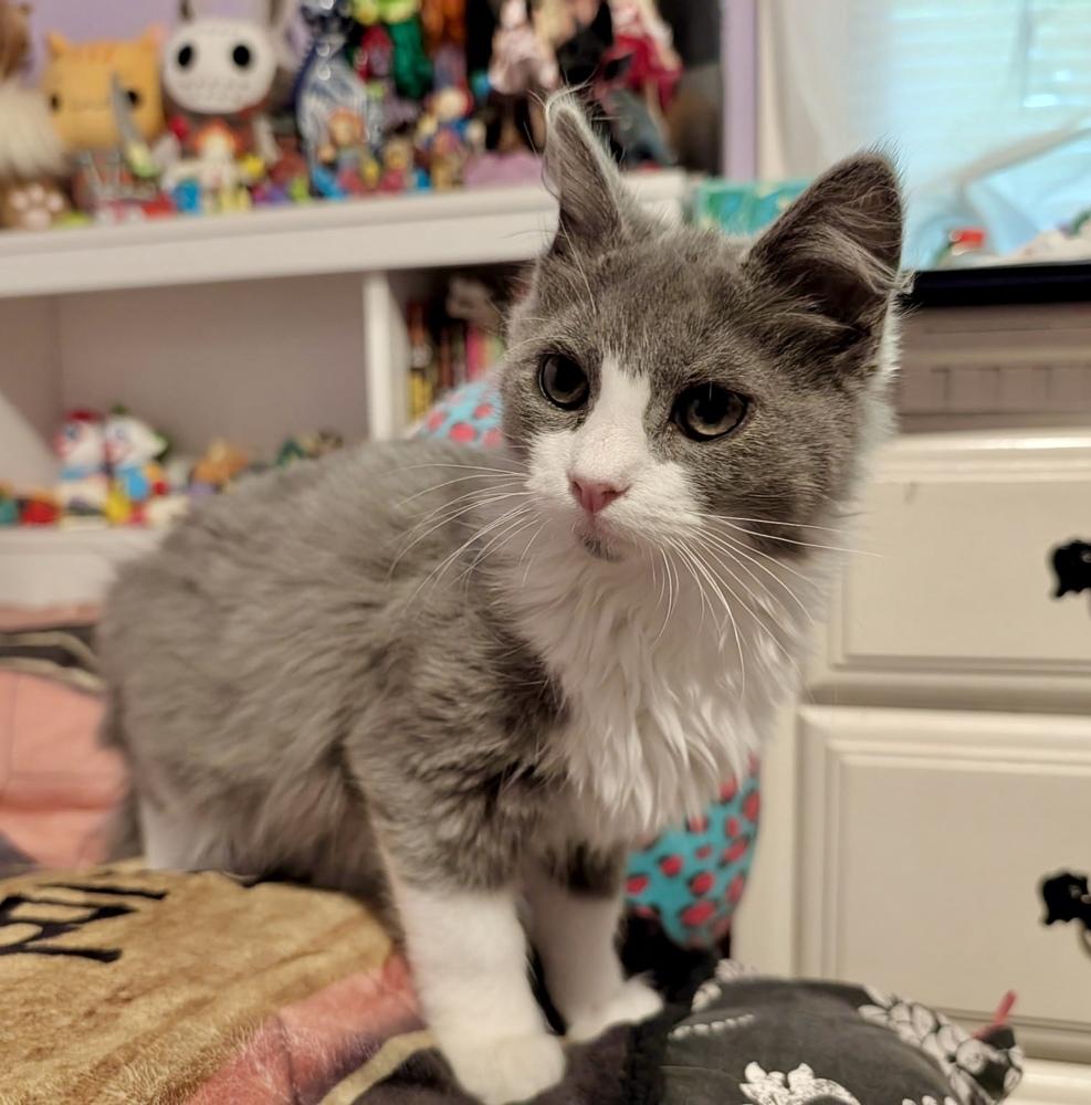 Stormy, Adoptable, Kitten Male Domestic Long Hair.