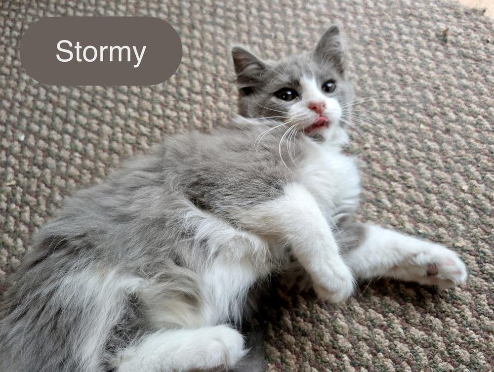 Stormy, a Adoptable Domestic Long Hair in Chalfont, PA image 2/6