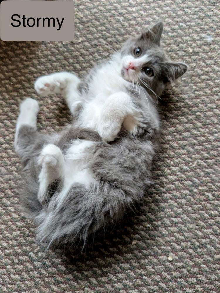 Stormy, a Adoptable Domestic Long Hair in Chalfont, PA image 3/6