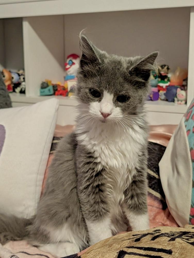 Stormy, a Adoptable Domestic Long Hair in Chalfont, PA image 4/6