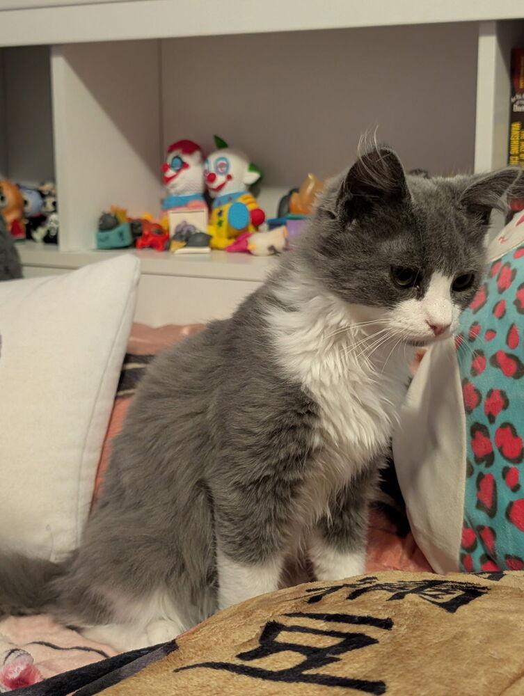 Stormy, a Adoptable Domestic Long Hair in Chalfont, PA image 5/6