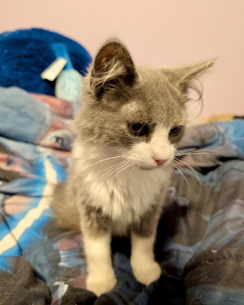 Stormy, a Adoptable Domestic Long Hair in Chalfont, PA image 6/6