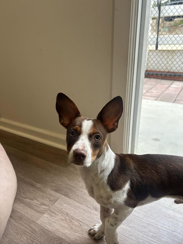 Rio, a Adoptable mixed breed in San Diego, CA image 1/6