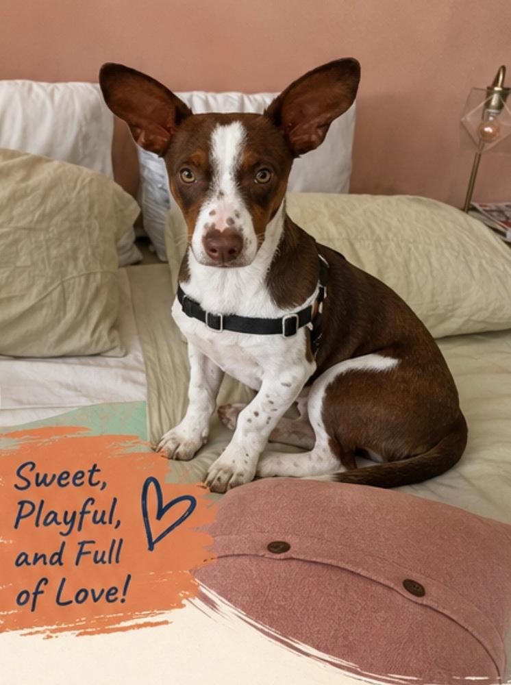 Rio, a Adoptable mixed breed in San Diego, CA image 2/6