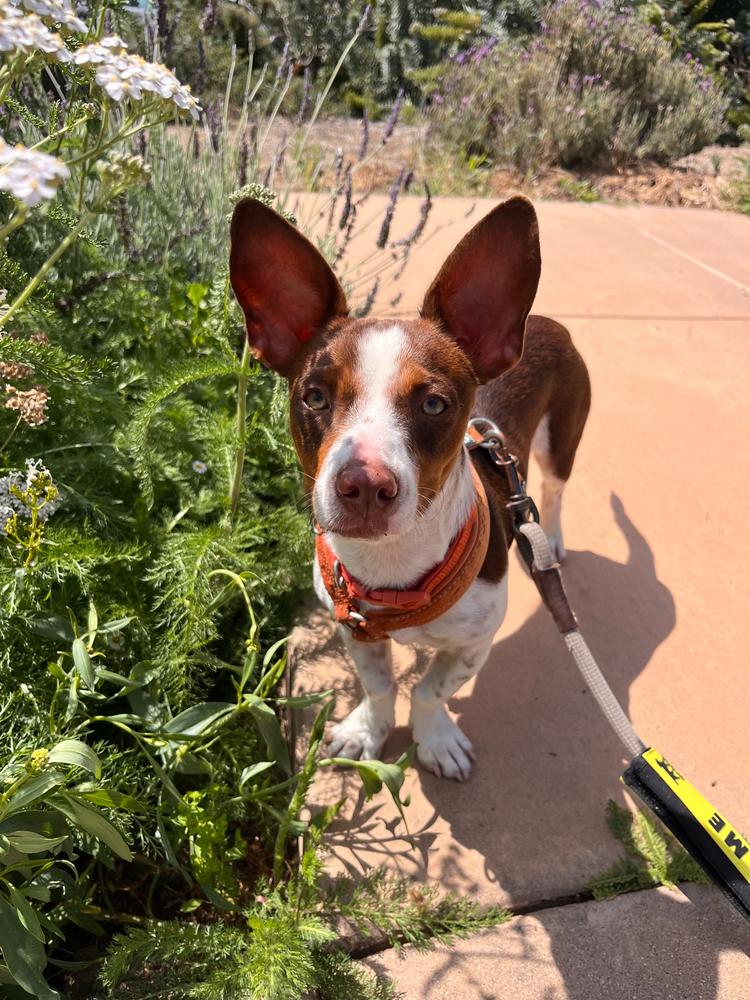 Rio, a Adoptable mixed breed in San Diego, CA image 3/6