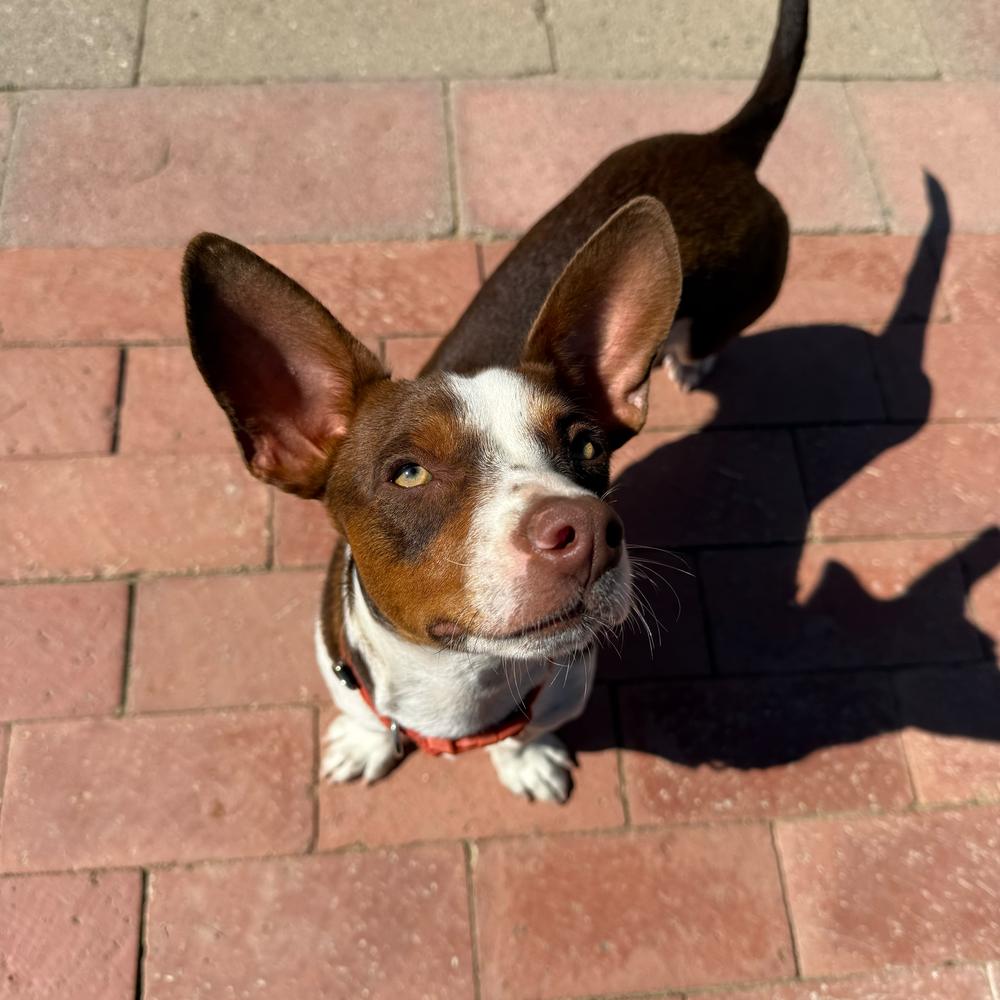 Rio, a Adoptable mixed breed in San Diego, CA image 4/6